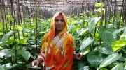 a Bangladeshi woman farmer shows the camera her betel leaf production