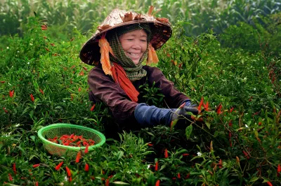 A southeast Asian woman works in the field harvesting her crop
