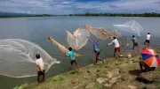 Rural Bangladeshi fishermen are netting flying nets altogether to catch fish