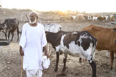 A man tends his cattle