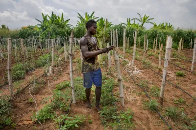 A man inspects his crops in Nigeria