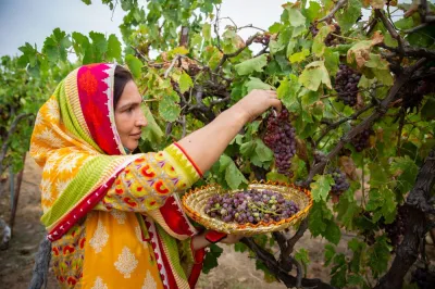 a female farmer in yellow pakistani clothes harvests grapes