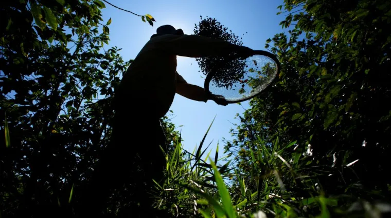 a male farmer sifts coffee harvest in the field