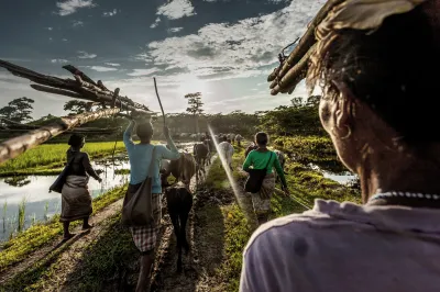 a group of women carrying firewood walking through field