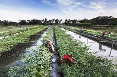 People practice vegetables and fish farming