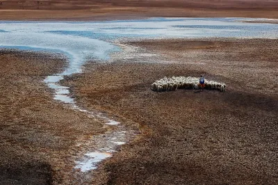 Drought in Vietnam, a herd of sheep in the distance
